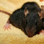 Brown Rat (AKA Norway Rat)